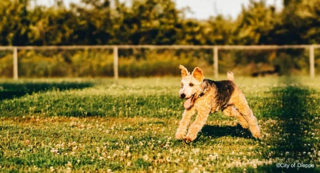 dog-park-in-Dieppe-East
