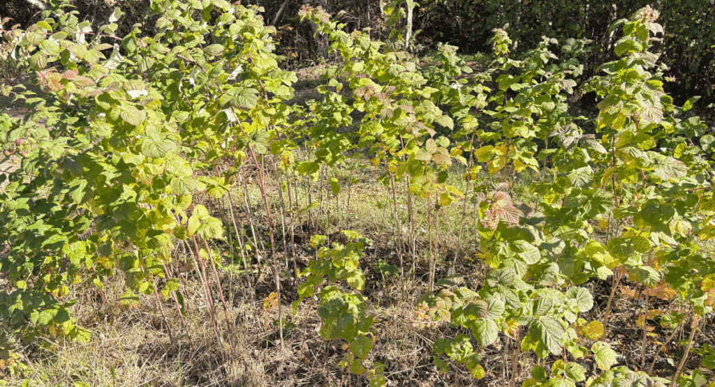 Puned Raspberry Bushes