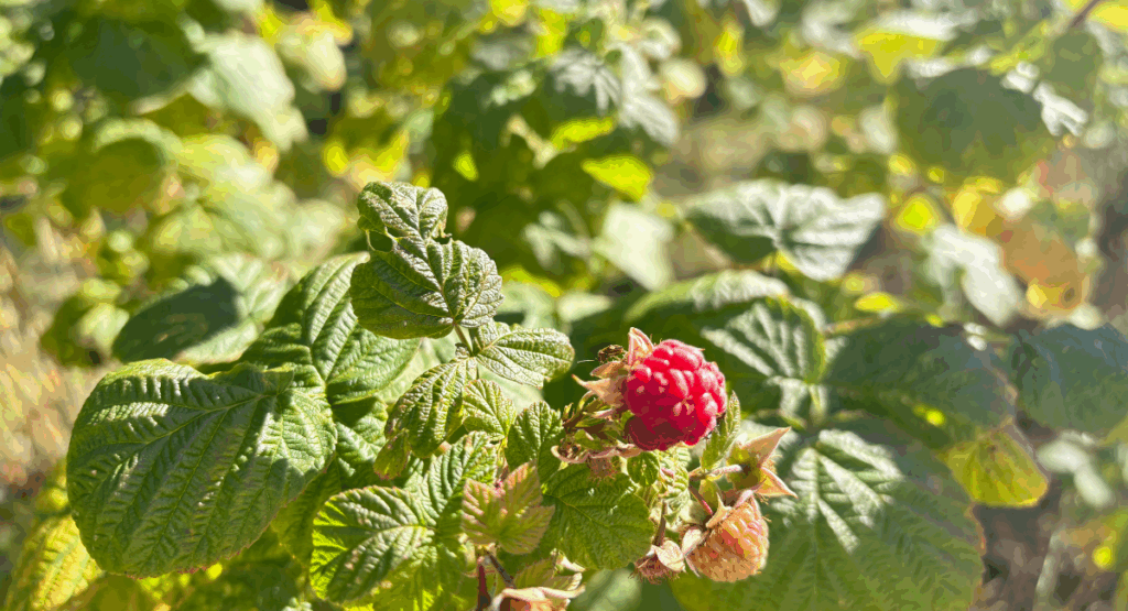 Pruning Raspberry Bushes